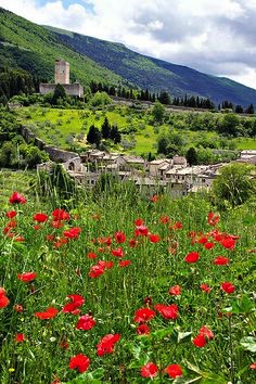 Spring in Assisi